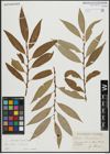 Foto von Salix alba L. x Salix fragilis L.